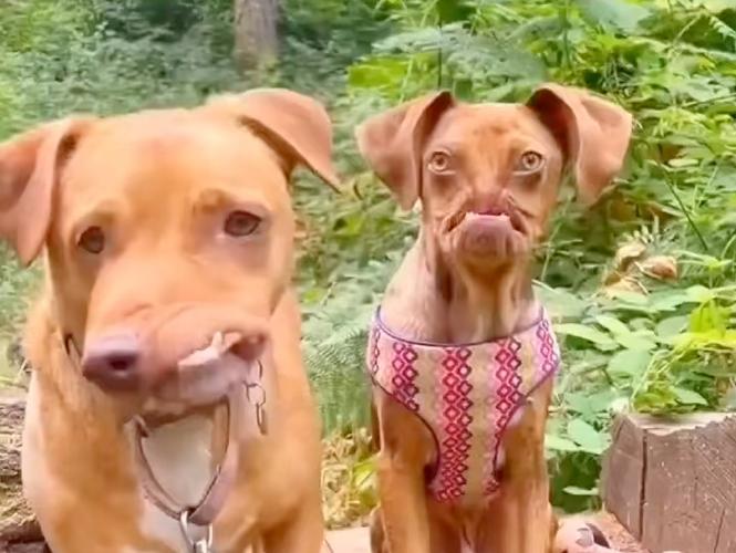 狗狗吃了槟榔会有事吗_狗狗吃了槟榔拉稀是什么原因-第3张图片-后鲨宠物 狗狗吃了槟榔会有事吗_狗狗吃了槟榔拉稀是什么原因-第3张图片-后鲨宠物