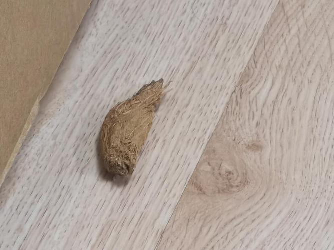 狗狗吃了槟榔会有事吗_狗狗吃了槟榔拉稀是什么原因-第4张图片-后鲨宠物 狗狗吃了槟榔会有事吗_狗狗吃了槟榔拉稀是什么原因-第4张图片-后鲨宠物