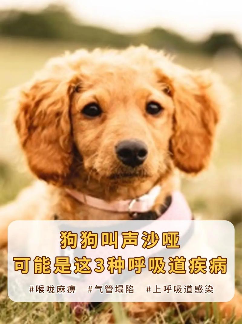 狗狗吃了槟榔会有事吗_狗狗吃了槟榔拉稀是什么原因-第5张图片-后鲨宠物 狗狗吃了槟榔会有事吗_狗狗吃了槟榔拉稀是什么原因-第5张图片-后鲨宠物