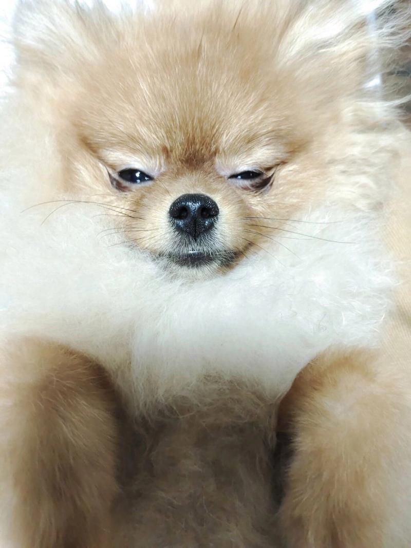 狗狗吃了槟榔会有事吗_狗狗吃了槟榔拉稀是什么原因-第6张图片-后鲨宠物 狗狗吃了槟榔会有事吗_狗狗吃了槟榔拉稀是什么原因-第6张图片-后鲨宠物