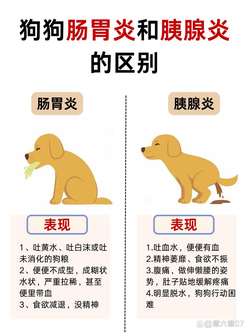 狗狗肠胃炎有什么症状,狗狗肠胃炎用什么药最管用-第4张图片-后鲨宠物 狗狗肠胃炎有什么症状,狗狗肠胃炎用什么药最管用-第4张图片-后鲨宠物