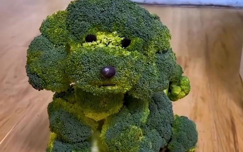 狗狗能吃花菜吗,狗狗能吃花菜吗有毒吗-第4张图片-后鲨宠物 狗狗能吃花菜吗,狗狗能吃花菜吗有毒吗-第4张图片-后鲨宠物