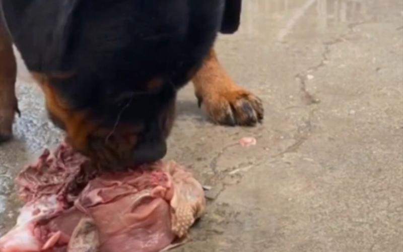 狗狗怀孕不吃饭怎么办,狗狗怀孕后不吃东西?-第1张图片-后鲨宠物 狗狗怀孕不吃饭怎么办,狗狗怀孕后不吃东西?-第1张图片-后鲨宠物