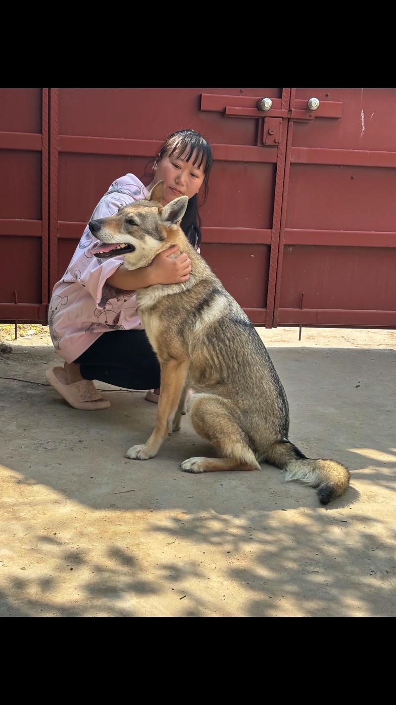 狗狗怀孕不吃饭怎么办,狗狗怀孕后不吃东西?-第5张图片-后鲨宠物 狗狗怀孕不吃饭怎么办,狗狗怀孕后不吃东西?-第5张图片-后鲨宠物