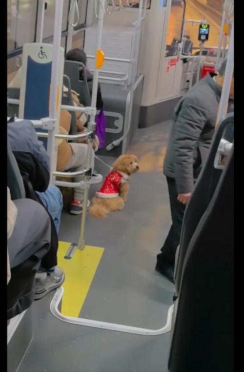 狗狗可以带上公交车吗_狗能带公交车吗-第1张图片-后鲨宠物 狗狗可以带上公交车吗_狗能带公交车吗-第1张图片-后鲨宠物