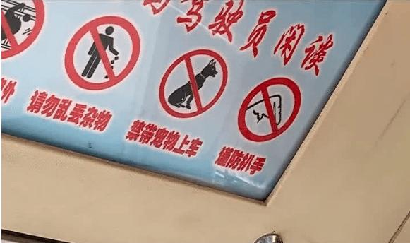 狗狗可以带上公交车吗_狗能带公交车吗-第2张图片-后鲨宠物 狗狗可以带上公交车吗_狗能带公交车吗-第2张图片-后鲨宠物