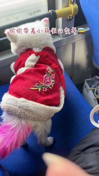 狗狗可以带上公交车吗_狗能带公交车吗-第3张图片-后鲨宠物 狗狗可以带上公交车吗_狗能带公交车吗-第3张图片-后鲨宠物