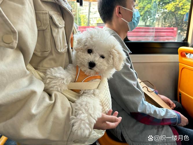 狗狗可以带上公交车吗_狗能带公交车吗-第6张图片-后鲨宠物 狗狗可以带上公交车吗_狗能带公交车吗-第6张图片-后鲨宠物