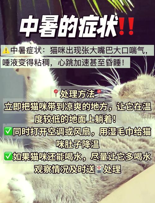 猫咪夏天要开空调吗，猫咪夏天需要开空调吗-第3张图片-后鲨宠物