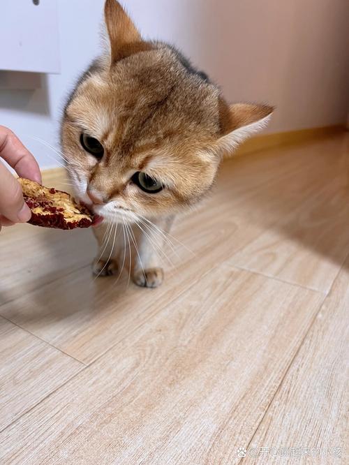 猫咪可以吃红枣吗,猫咪可以吃红枣吗干的?-第2张图片-后鲨宠物 猫咪可以吃红枣吗,猫咪可以吃红枣吗干的?-第2张图片-后鲨宠物