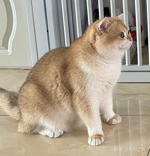 猫咪可以吃红枣吗,猫咪可以吃红枣吗干的?-第5张图片-后鲨宠物 猫咪可以吃红枣吗,猫咪可以吃红枣吗干的?-第5张图片-后鲨宠物