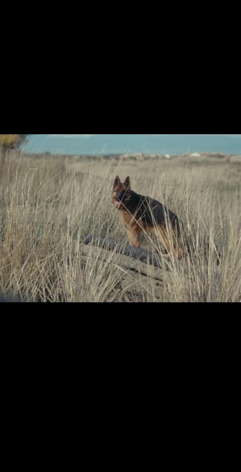 怎么训练狗狗不追人_怎么训练狗狗不追电瓶车-第1张图片-后鲨宠物 怎么训练狗狗不追人_怎么训练狗狗不追电瓶车-第1张图片-后鲨宠物