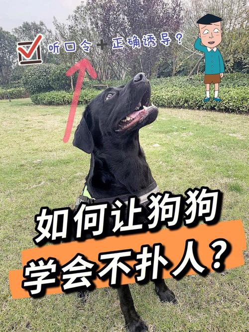 怎么训练狗狗不追人_怎么训练狗狗不追电瓶车-第3张图片-后鲨宠物 怎么训练狗狗不追人_怎么训练狗狗不追电瓶车-第3张图片-后鲨宠物