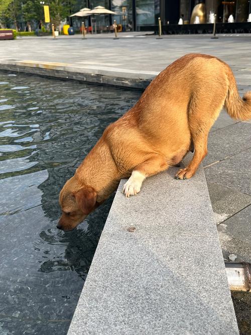 怎么训练狗狗不追人_怎么训练狗狗不追电瓶车-第5张图片-后鲨宠物 怎么训练狗狗不追人_怎么训练狗狗不追电瓶车-第5张图片-后鲨宠物