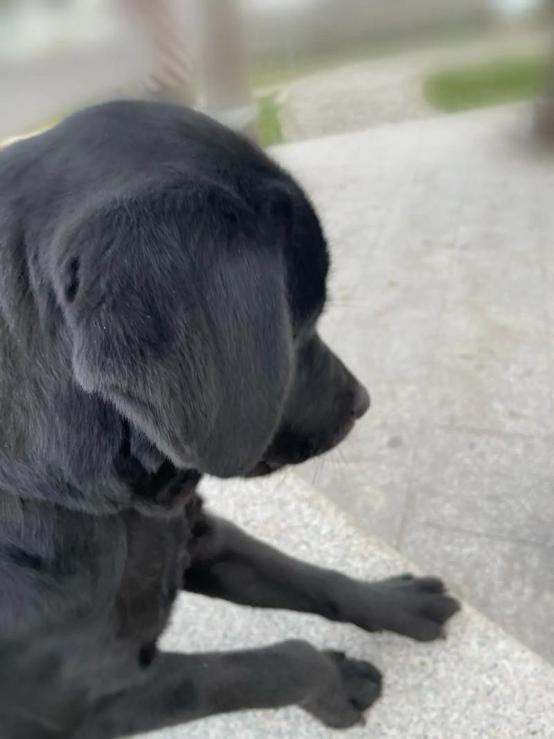 怎么训练狗狗不追人_怎么训练狗狗不追电瓶车-第6张图片-后鲨宠物 怎么训练狗狗不追人_怎么训练狗狗不追电瓶车-第6张图片-后鲨宠物