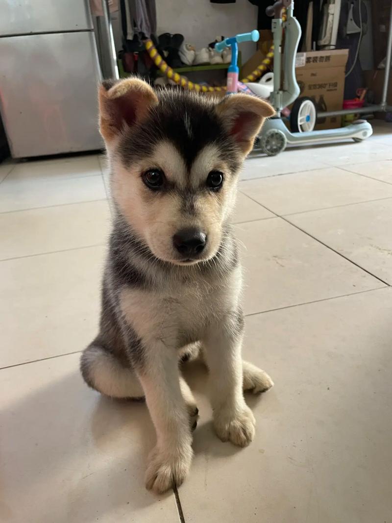 狗狗可以吃双皮奶吗,小狗能吃双皮奶?-第2张图片-后鲨宠物 狗狗可以吃双皮奶吗,小狗能吃双皮奶?-第2张图片-后鲨宠物