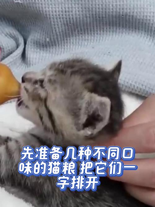 小猫咪不吃东西怎么办,小猫不吃东西是什么病?-第4张图片-后鲨宠物 小猫咪不吃东西怎么办,小猫不吃东西是什么病?-第4张图片-后鲨宠物