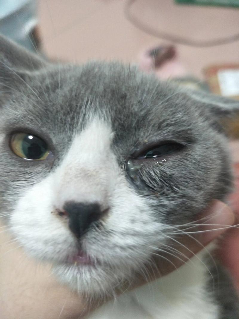 小猫咪眼泪多怎么回事_小猫眼泪多是怎么回事-第1张图片-后鲨宠物 小猫咪眼泪多怎么回事_小猫眼泪多是怎么回事-第1张图片-后鲨宠物