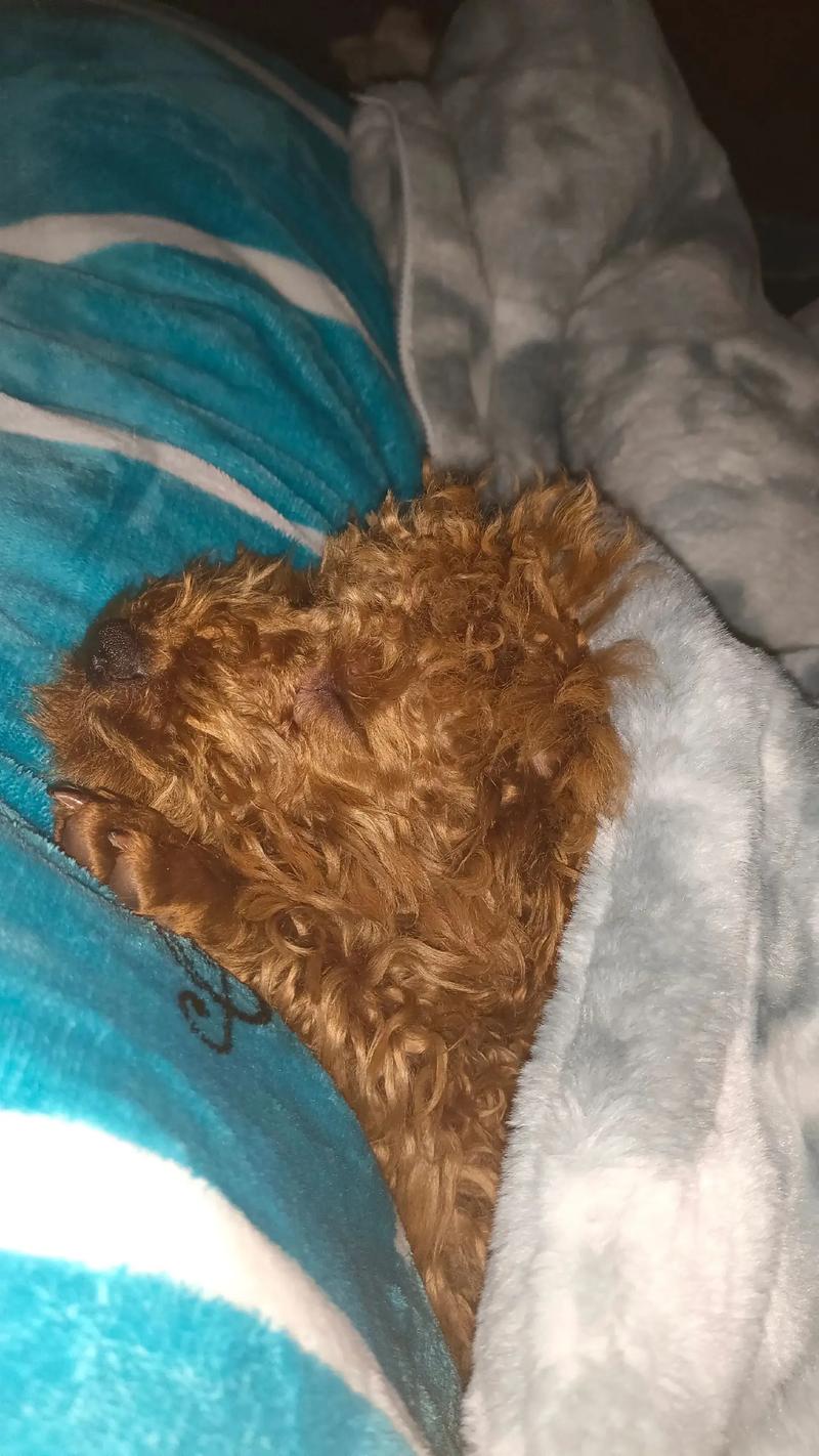 狗狗能吃鸡爪子吗_狗狗能吃鸡爪子吗有毒吗-第2张图片-后鲨宠物