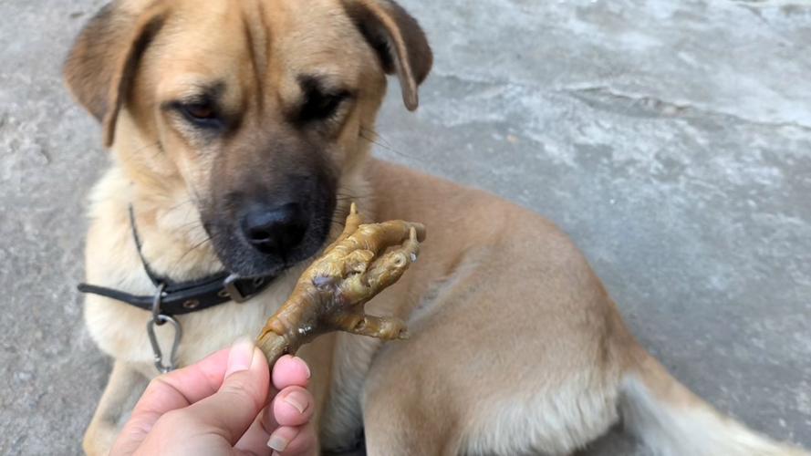 狗狗能吃鸡爪子吗_狗狗能吃鸡爪子吗有毒吗-第4张图片-后鲨宠物