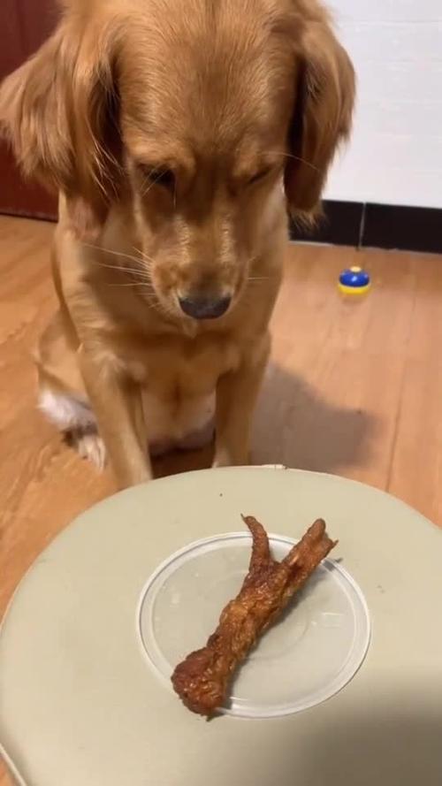 狗狗能吃鸡爪子吗_狗狗能吃鸡爪子吗有毒吗-第5张图片-后鲨宠物