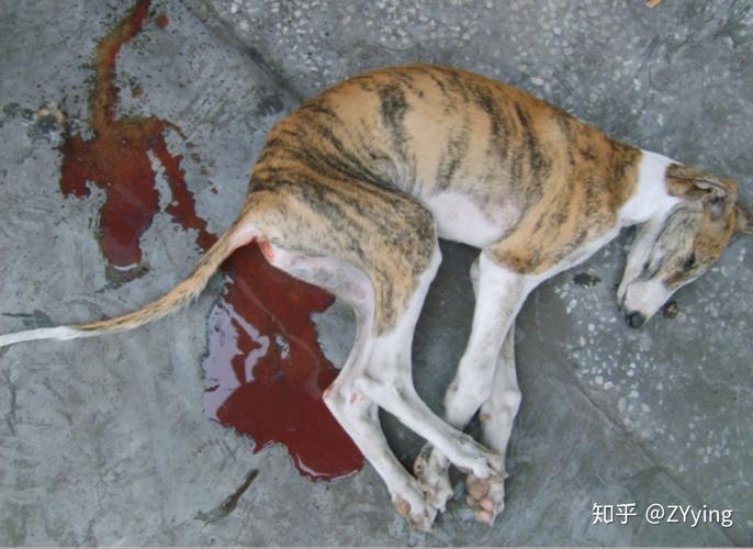  狗狗得细小什么症状，狗狗得细小什么症状是恢复期-第2张图片-后鲨宠物