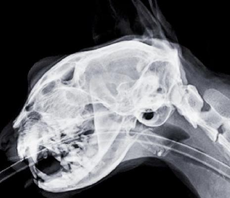 猫咪拍片子多少钱,猫猫拍片子多少钱-第1张图片-后鲨宠物 猫咪拍片子多少钱,猫猫拍片子多少钱-第1张图片-后鲨宠物