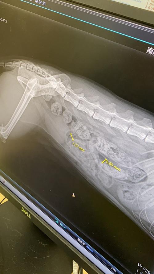 猫咪拍片子多少钱,猫猫拍片子多少钱-第3张图片-后鲨宠物 猫咪拍片子多少钱,猫猫拍片子多少钱-第3张图片-后鲨宠物