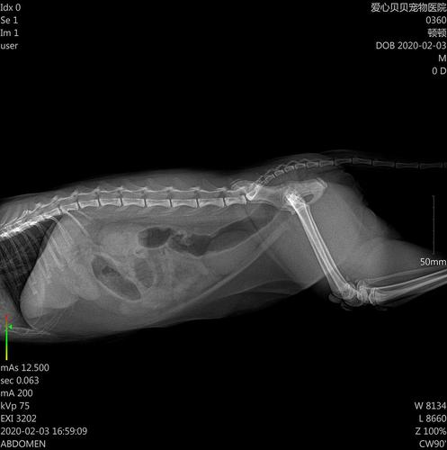 猫咪拍片子多少钱,猫猫拍片子多少钱-第4张图片-后鲨宠物 猫咪拍片子多少钱,猫猫拍片子多少钱-第4张图片-后鲨宠物
