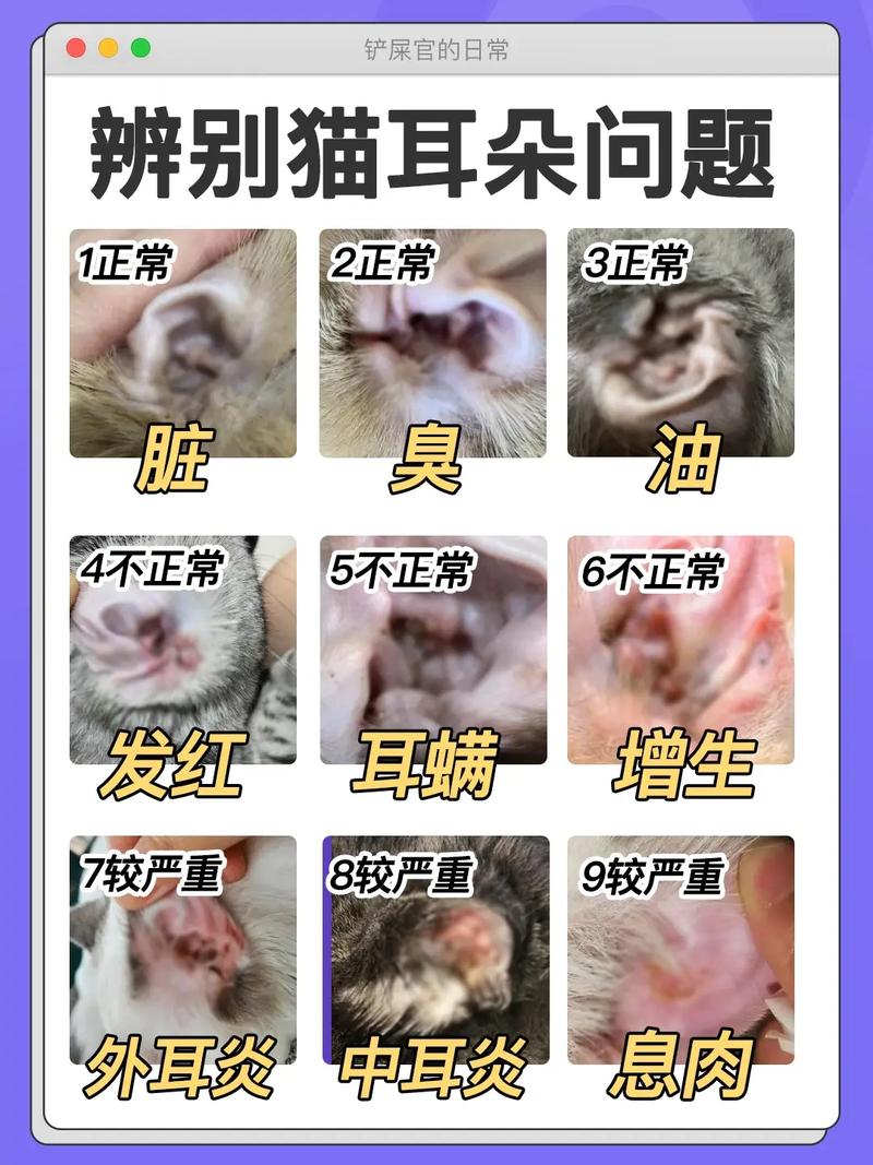 猫咪有耳螨怎么清理,猫咪有耳螨怎么清理都清理不掉-第3张图片-后鲨宠物 猫咪有耳螨怎么清理,猫咪有耳螨怎么清理都清理不掉-第3张图片-后鲨宠物