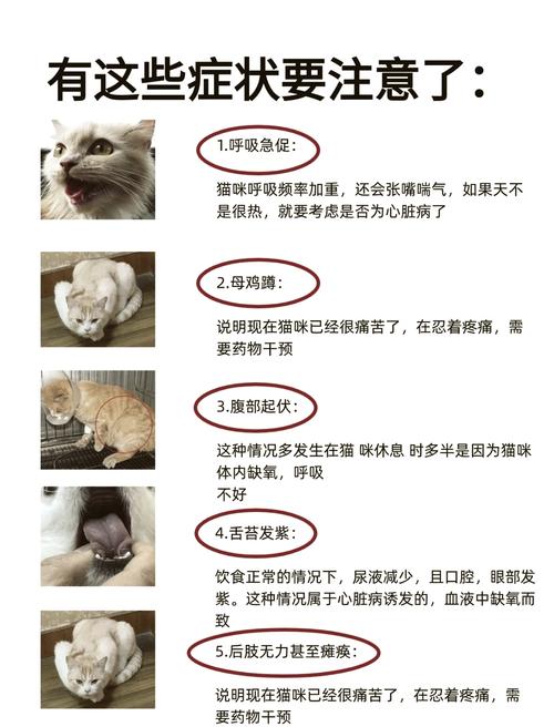 猫咪肺部感染症状_猫咪肺部感染有什么症状-第5张图片-后鲨宠物 猫咪肺部感染症状_猫咪肺部感染有什么症状-第5张图片-后鲨宠物