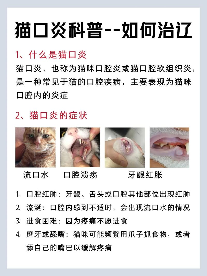 猫咪口炎会传染吗_猫咪口炎会传染吗人-第2张图片-后鲨宠物 猫咪口炎会传染吗_猫咪口炎会传染吗人-第2张图片-后鲨宠物