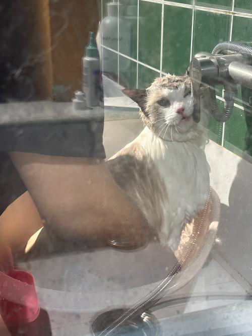 两个月的猫猫能洗澡吗_俩个月的猫猫能洗澡吗-第5张图片-后鲨宠物 两个月的猫猫能洗澡吗_俩个月的猫猫能洗澡吗-第5张图片-后鲨宠物