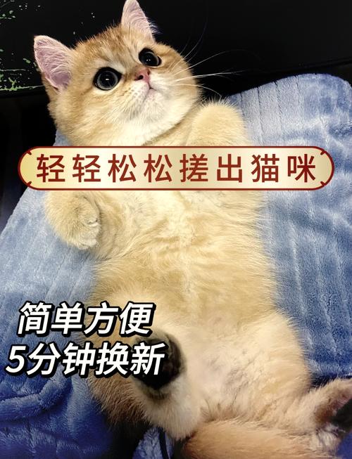 两个月的猫猫能洗澡吗_俩个月的猫猫能洗澡吗-第6张图片-后鲨宠物 两个月的猫猫能洗澡吗_俩个月的猫猫能洗澡吗-第6张图片-后鲨宠物