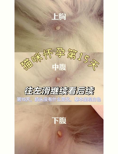 猫咪怀孕到生产要多久_猫咪怀孕到生宝宝要多久-第4张图片-后鲨宠物 猫咪怀孕到生产要多久_猫咪怀孕到生宝宝要多久-第4张图片-后鲨宠物