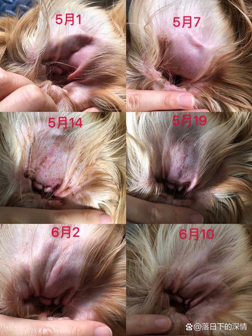 狗狗耳朵出血怎么办,狗狗耳朵出血怎么办吃什么药-第3张图片-后鲨宠物 狗狗耳朵出血怎么办,狗狗耳朵出血怎么办吃什么药-第3张图片-后鲨宠物