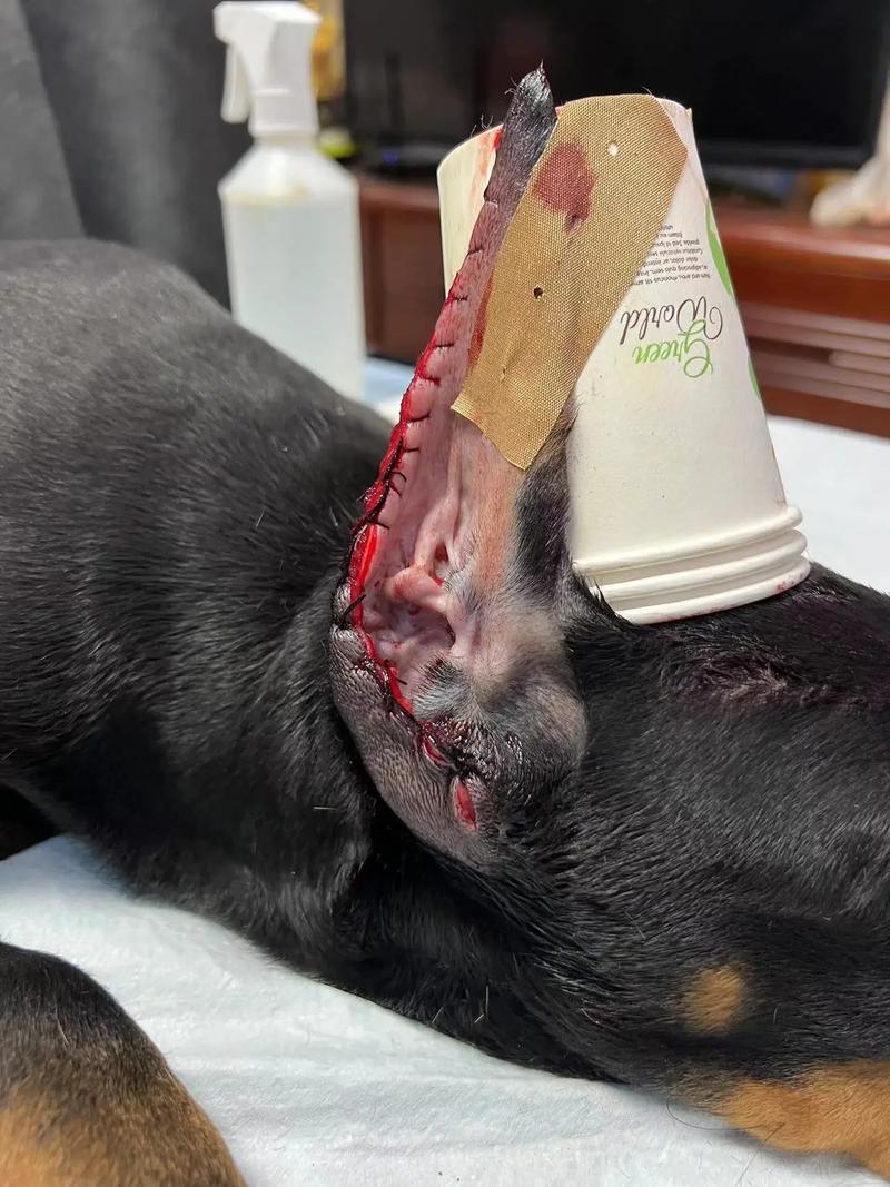 狗狗耳朵出血怎么办,狗狗耳朵出血怎么办吃什么药-第5张图片-后鲨宠物 狗狗耳朵出血怎么办,狗狗耳朵出血怎么办吃什么药-第5张图片-后鲨宠物