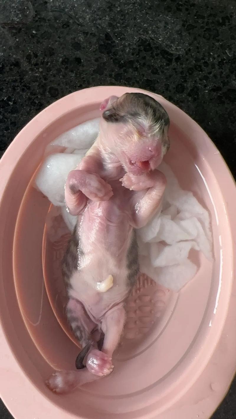 猫咪生产会叫吗,猫咪生产时会发出什么样的叫声-第4张图片-后鲨宠物 猫咪生产会叫吗,猫咪生产时会发出什么样的叫声-第4张图片-后鲨宠物