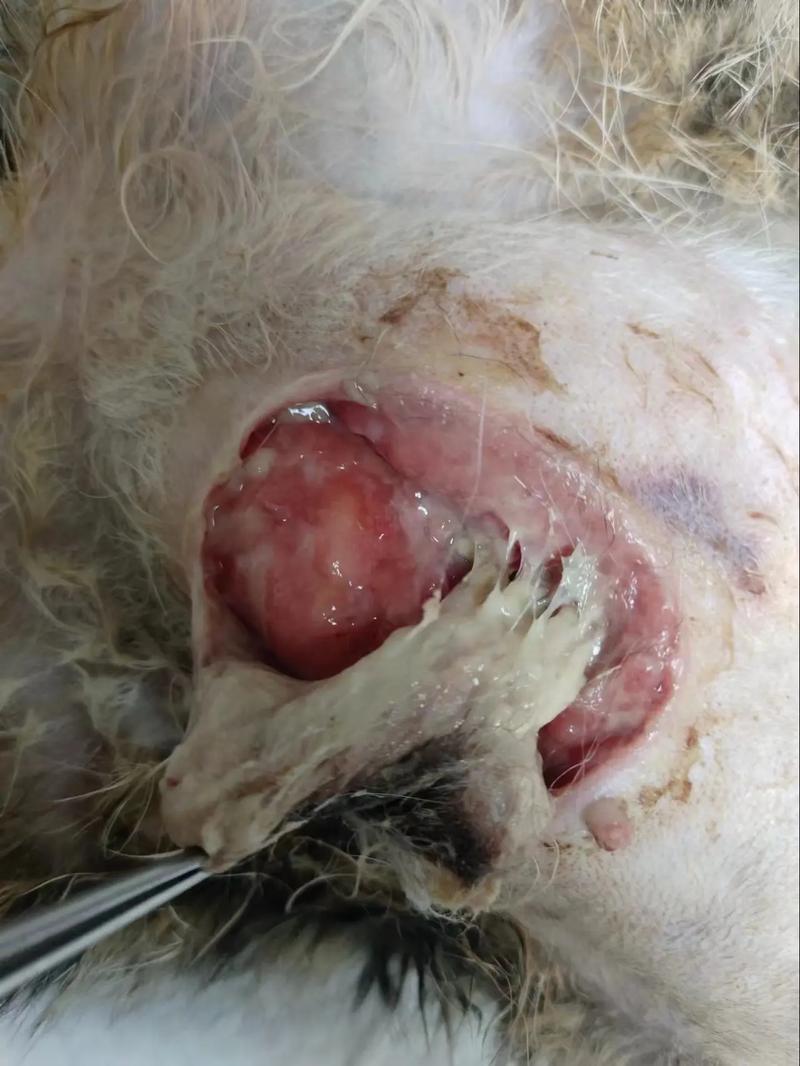 猫咪生产会叫吗,猫咪生产时会发出什么样的叫声-第5张图片-后鲨宠物 猫咪生产会叫吗,猫咪生产时会发出什么样的叫声-第5张图片-后鲨宠物