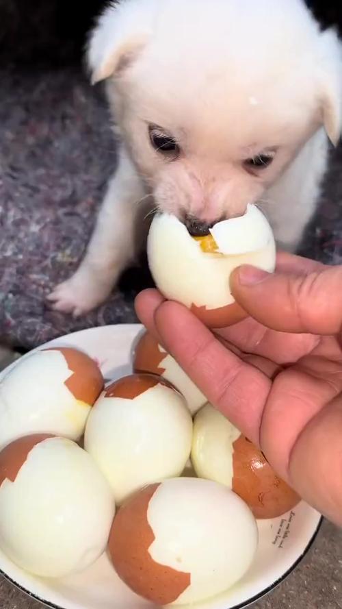 狗狗吃了臭鸡蛋怎么办,狗狗吃了臭鸡蛋怎么办-第2张图片-后鲨宠物 狗狗吃了臭鸡蛋怎么办,狗狗吃了臭鸡蛋怎么办-第2张图片-后鲨宠物