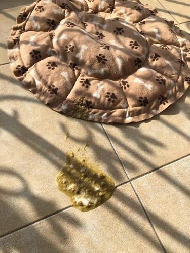 狗狗吃了臭鸡蛋怎么办,狗狗吃了臭鸡蛋怎么办-第5张图片-后鲨宠物 狗狗吃了臭鸡蛋怎么办,狗狗吃了臭鸡蛋怎么办-第5张图片-后鲨宠物