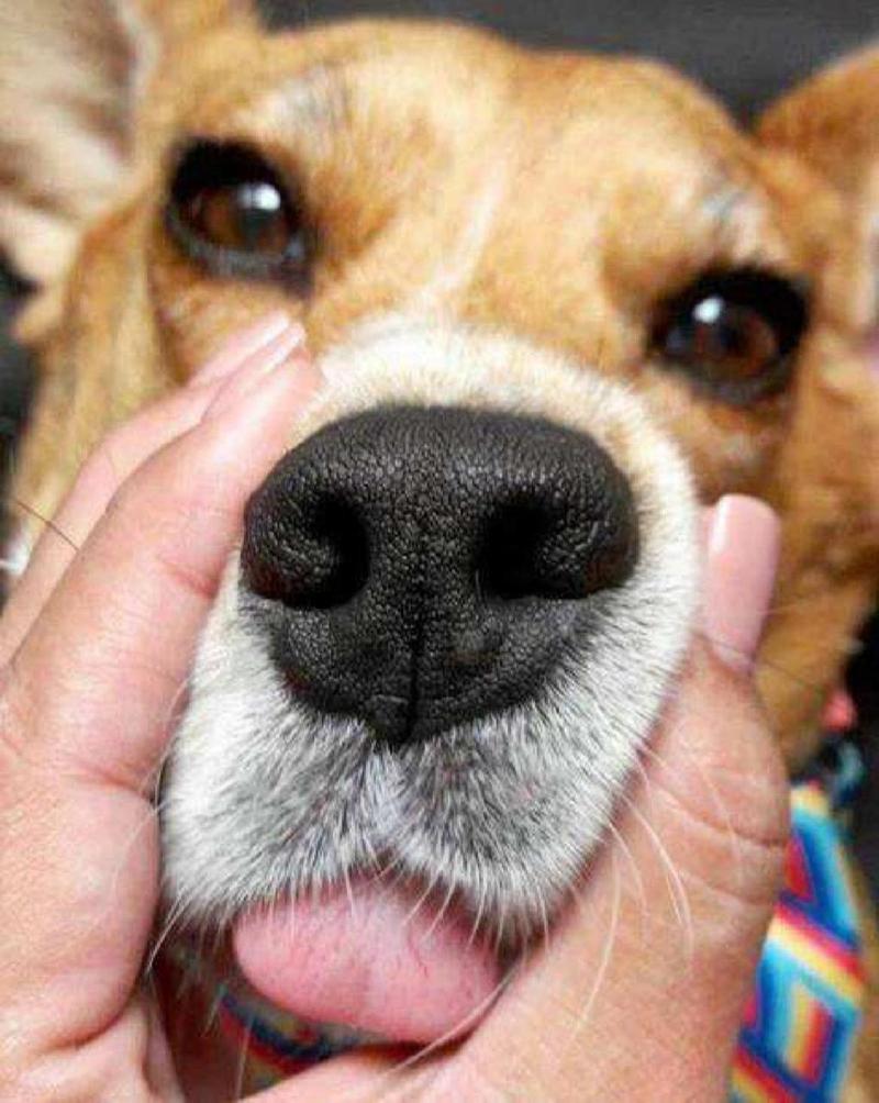 狗狗鼻子干是怎么回事,狗狗狗鼻子干是怎么回事?-第2张图片-后鲨宠物 狗狗鼻子干是怎么回事,狗狗狗鼻子干是怎么回事?-第2张图片-后鲨宠物