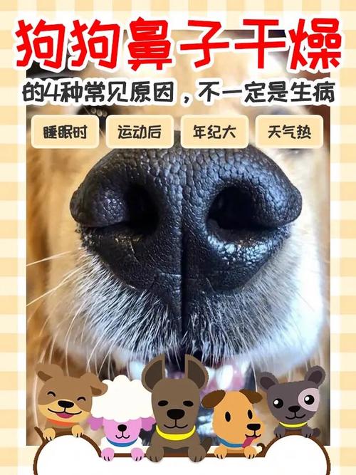狗狗鼻子干是怎么回事,狗狗狗鼻子干是怎么回事?-第6张图片-后鲨宠物 狗狗鼻子干是怎么回事,狗狗狗鼻子干是怎么回事?-第6张图片-后鲨宠物