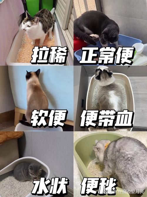 猫咪洗澡后拉稀怎么办,猫咪洗澡后拉肚子怎么办?-第1张图片-后鲨宠物 猫咪洗澡后拉稀怎么办,猫咪洗澡后拉肚子怎么办?-第1张图片-后鲨宠物