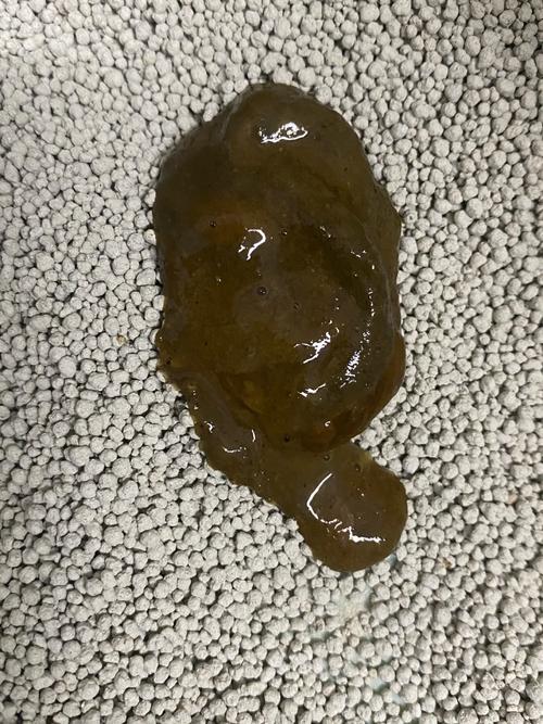 猫咪洗澡后拉稀怎么办,猫咪洗澡后拉肚子怎么办?-第4张图片-后鲨宠物 猫咪洗澡后拉稀怎么办,猫咪洗澡后拉肚子怎么办?-第4张图片-后鲨宠物