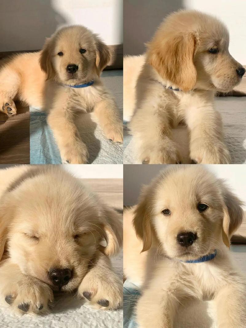 狗狗吃什么长骨架,狗吃什么可以促进骨骼生长?-第2张图片-后鲨宠物 狗狗吃什么长骨架,狗吃什么可以促进骨骼生长?-第2张图片-后鲨宠物