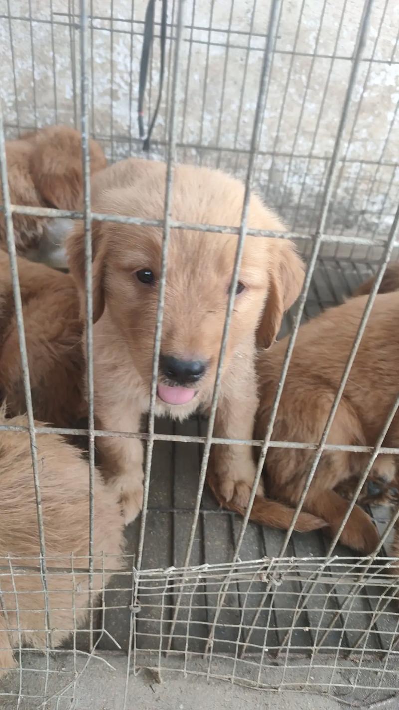 狗狗吃什么长骨架,狗吃什么可以促进骨骼生长?-第3张图片-后鲨宠物 狗狗吃什么长骨架,狗吃什么可以促进骨骼生长?-第3张图片-后鲨宠物