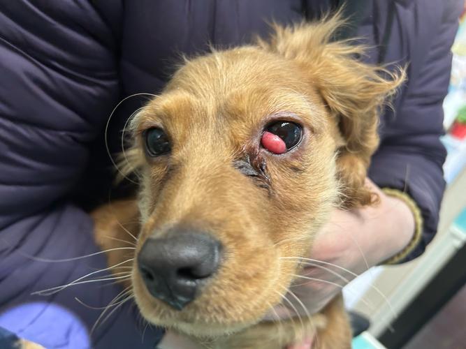 狗狗第三眼睑增生原因,狗狗第三眼睑增生怎么办?-第1张图片-后鲨宠物 狗狗第三眼睑增生原因,狗狗第三眼睑增生怎么办?-第1张图片-后鲨宠物