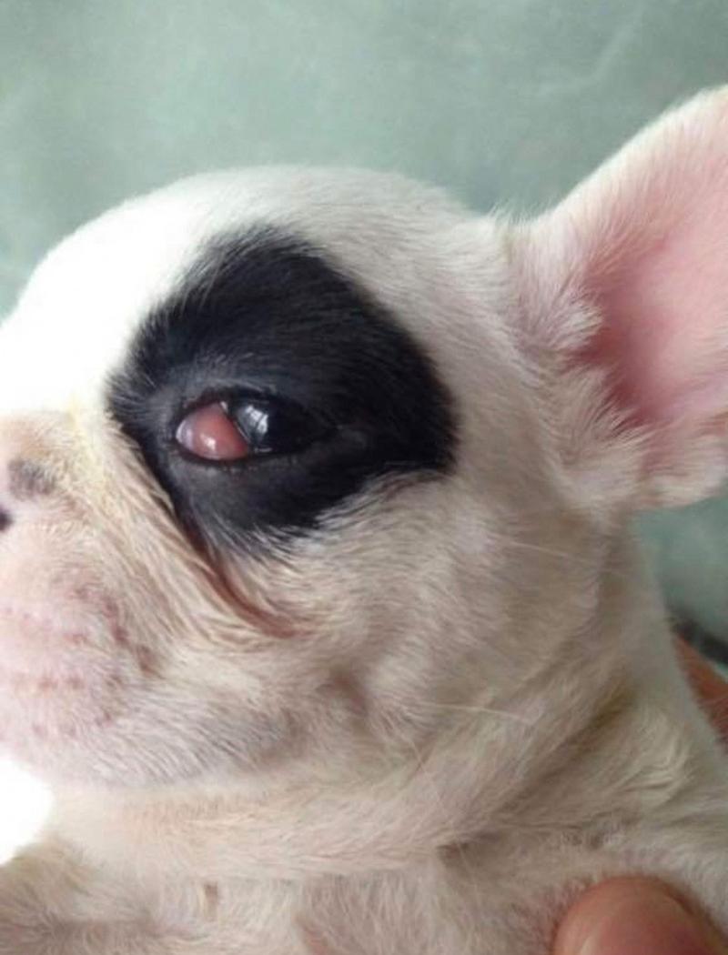 狗狗第三眼睑增生原因,狗狗第三眼睑增生怎么办?-第2张图片-后鲨宠物 狗狗第三眼睑增生原因,狗狗第三眼睑增生怎么办?-第2张图片-后鲨宠物