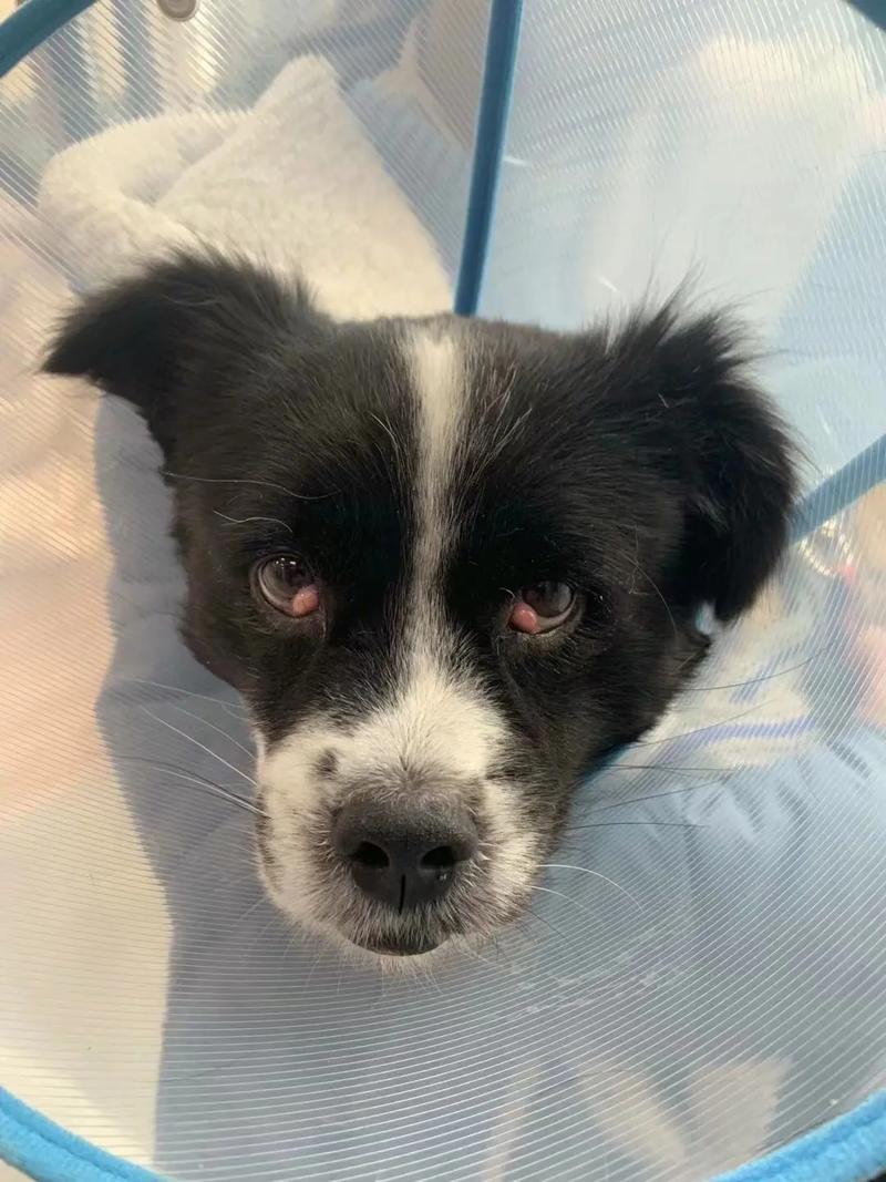 狗狗第三眼睑增生原因,狗狗第三眼睑增生怎么办?-第6张图片-后鲨宠物 狗狗第三眼睑增生原因,狗狗第三眼睑增生怎么办?-第6张图片-后鲨宠物